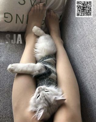 璩美凤dvd在线播放